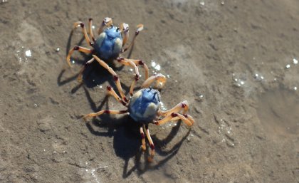 Soldier crabs are commonly found in Moreton Bay Soldier crabs are commonly found in Moreton Bay